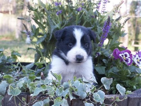 Kuykendall border collies. Things To Know About Kuykendall border collies. 